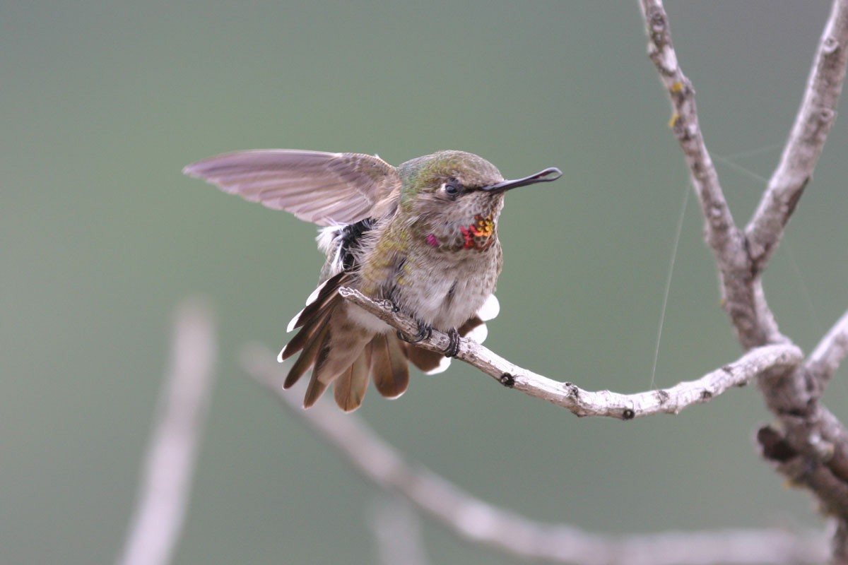 Anna's Hummingbird - ML148237151