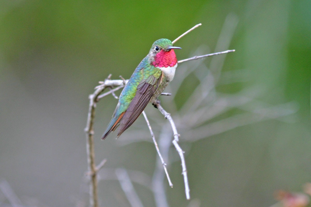 Broad-tailed Hummingbird - Leslie Linehan