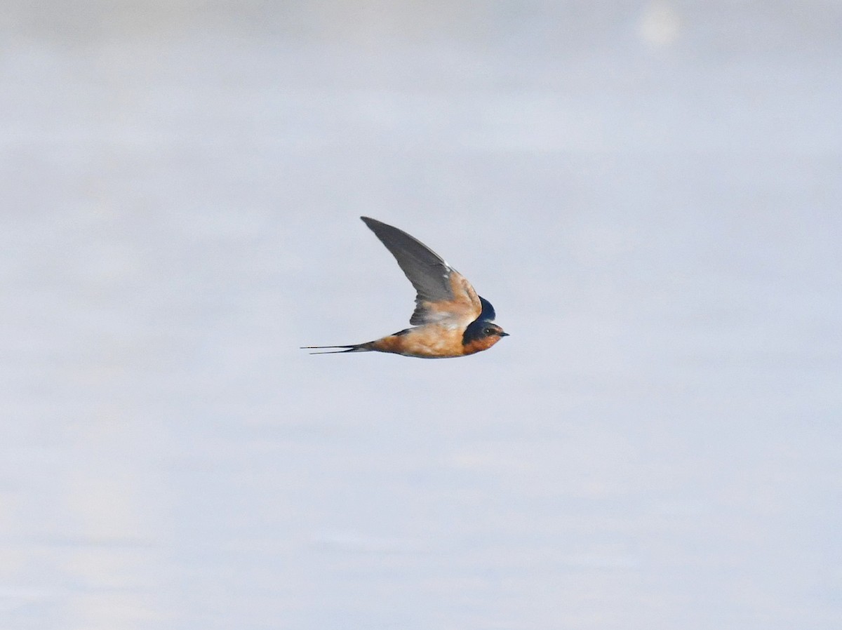 Barn Swallow - marcelo muñoz
