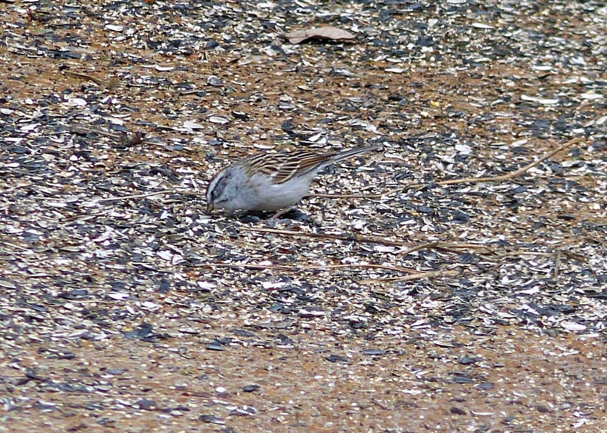 Chipping Sparrow - ML148240621