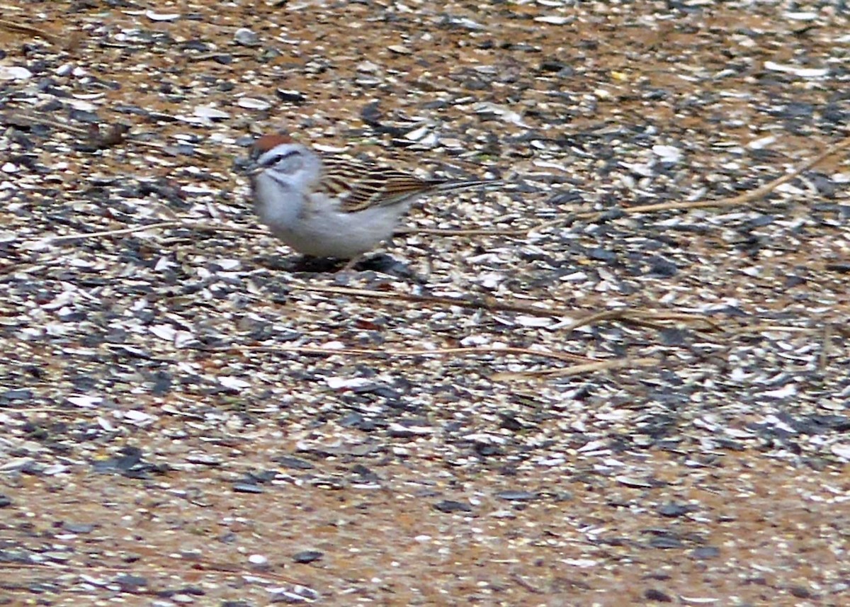 Chipping Sparrow - ML148240631