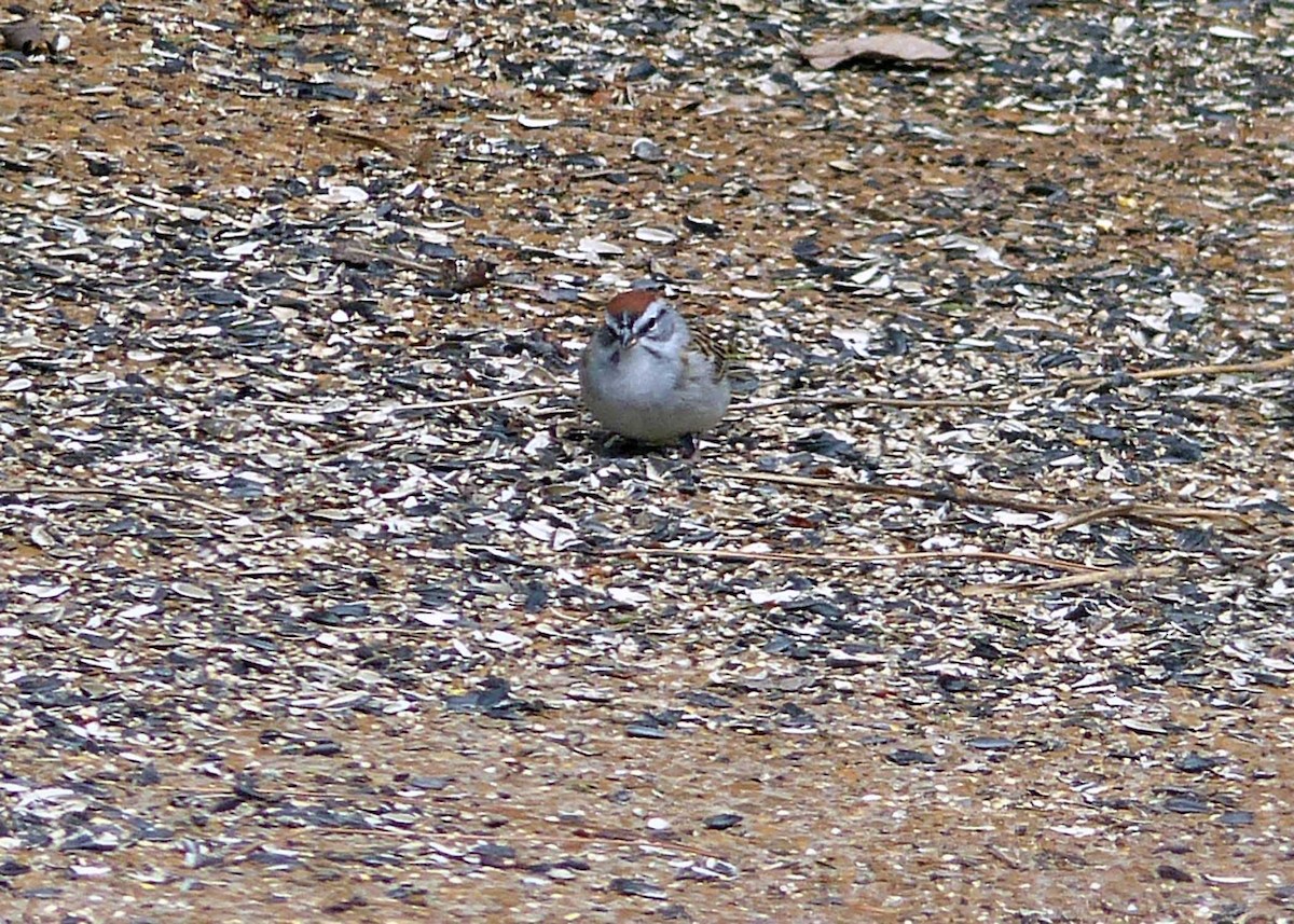 Chipping Sparrow - ML148240671