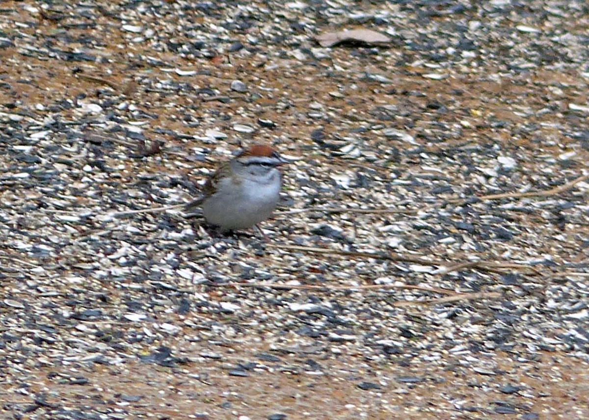 Chipping Sparrow - ML148240681
