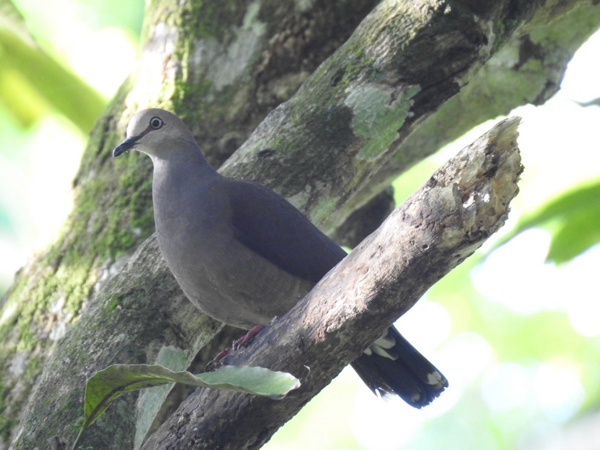Gray-chested Dove - ML148241691