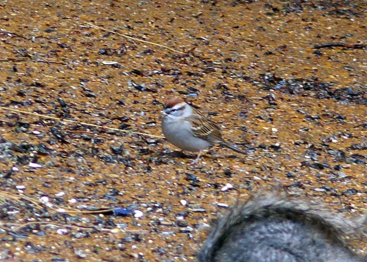 Chipping Sparrow - ML148242511