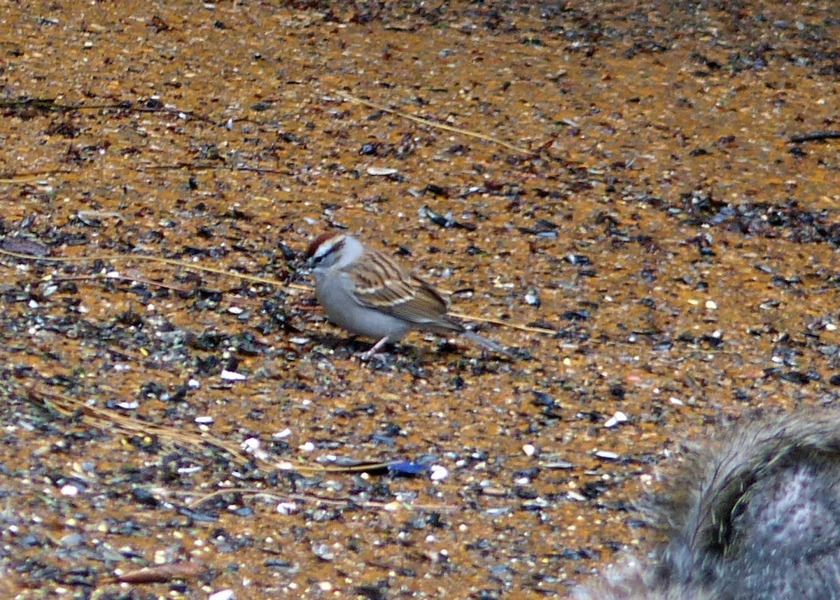 Chipping Sparrow - ML148242531