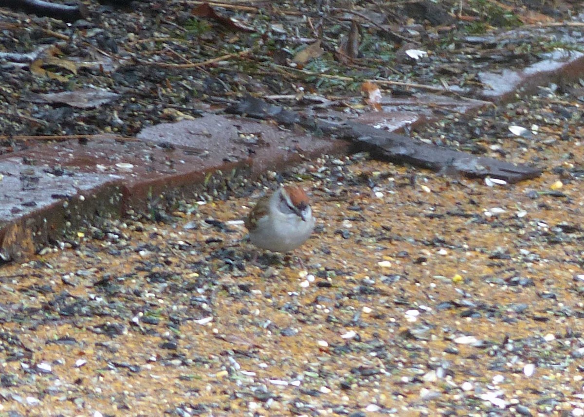 Chipping Sparrow - ML148242561