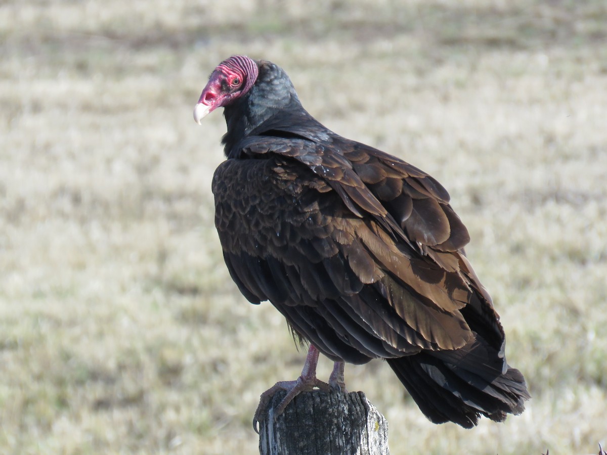 Turkey Vulture - Colin Dillingham