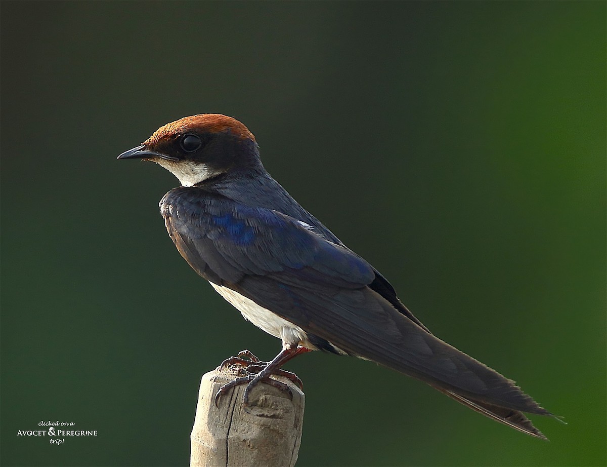 Wire-tailed Swallow - ML148243761