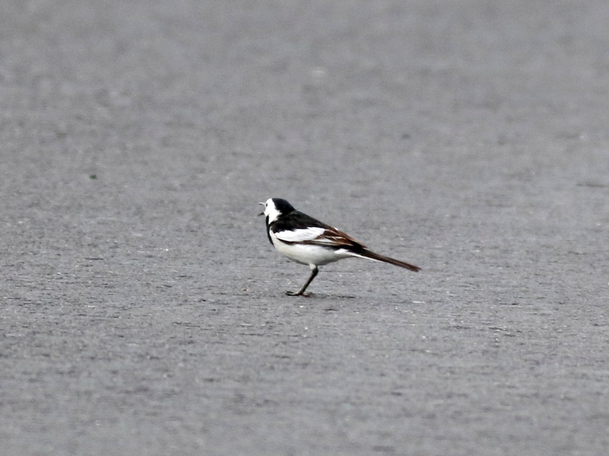 White Wagtail - 佑淇 陳