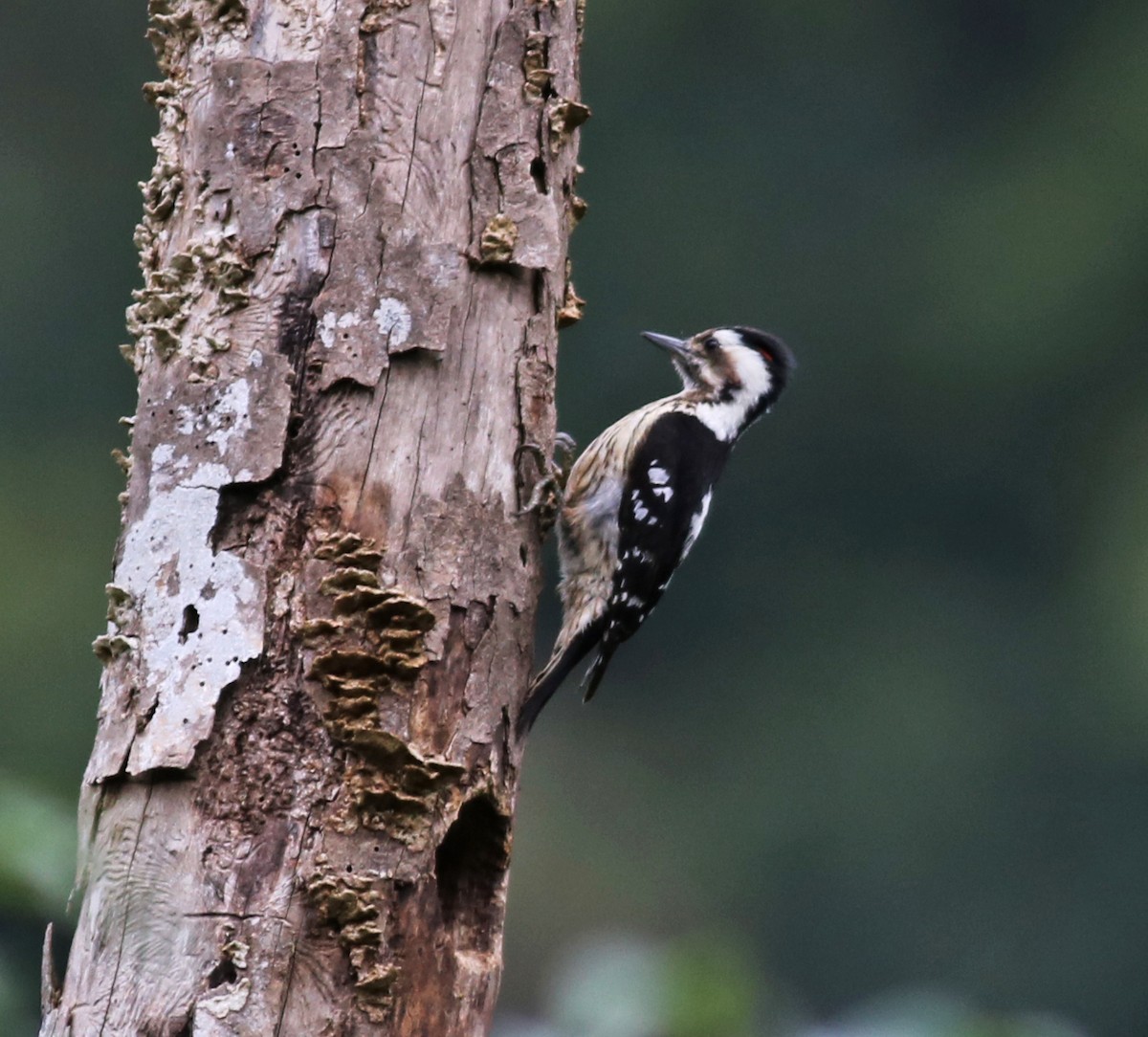 Gray-capped Pygmy Woodpecker - ML148244741