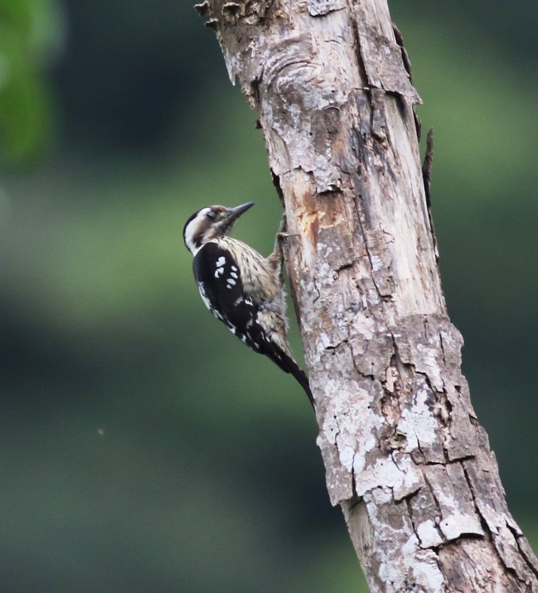 Gray-capped Pygmy Woodpecker - 佑淇 陳