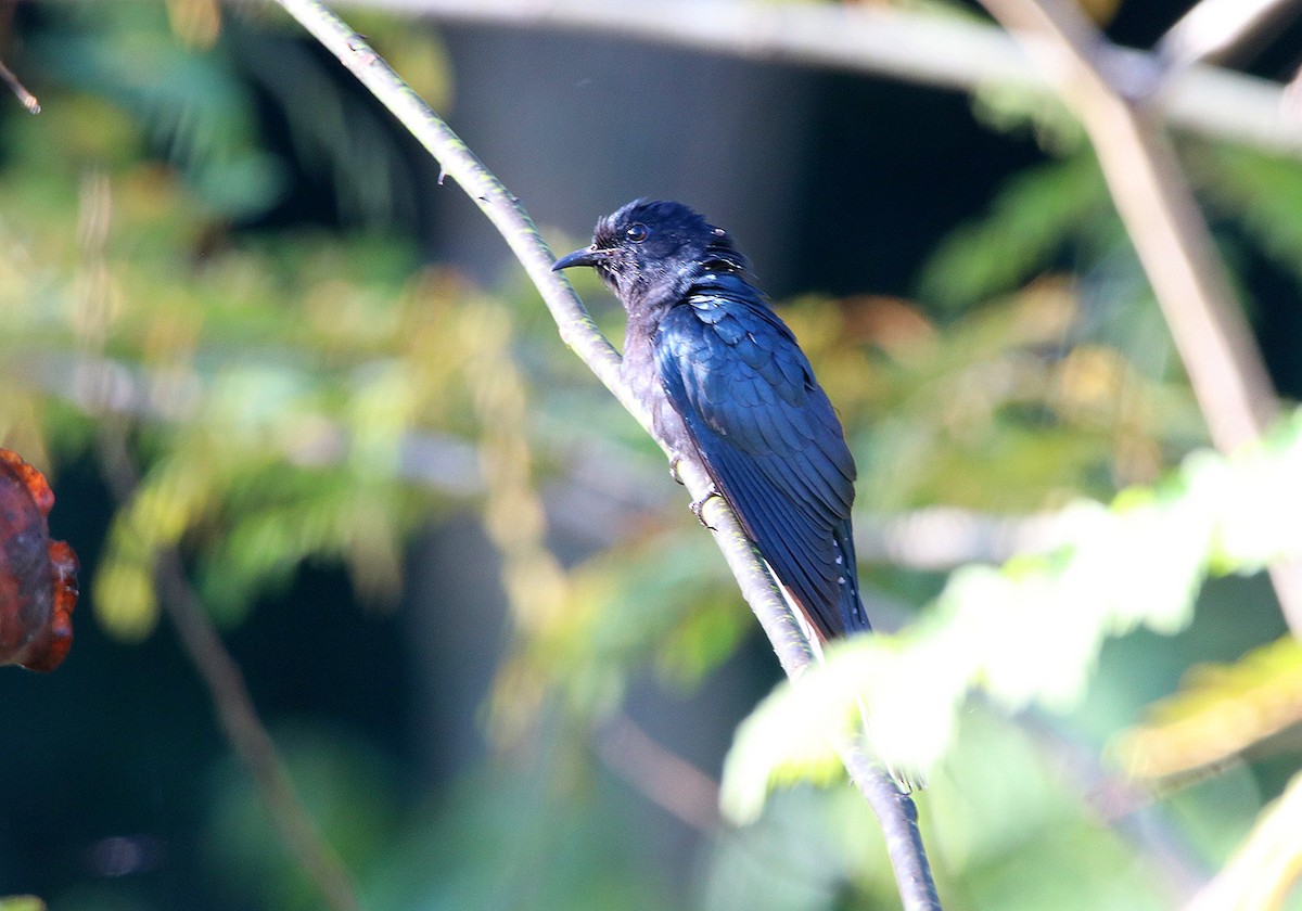 Square-tailed Drongo-Cuckoo - Tim Avery