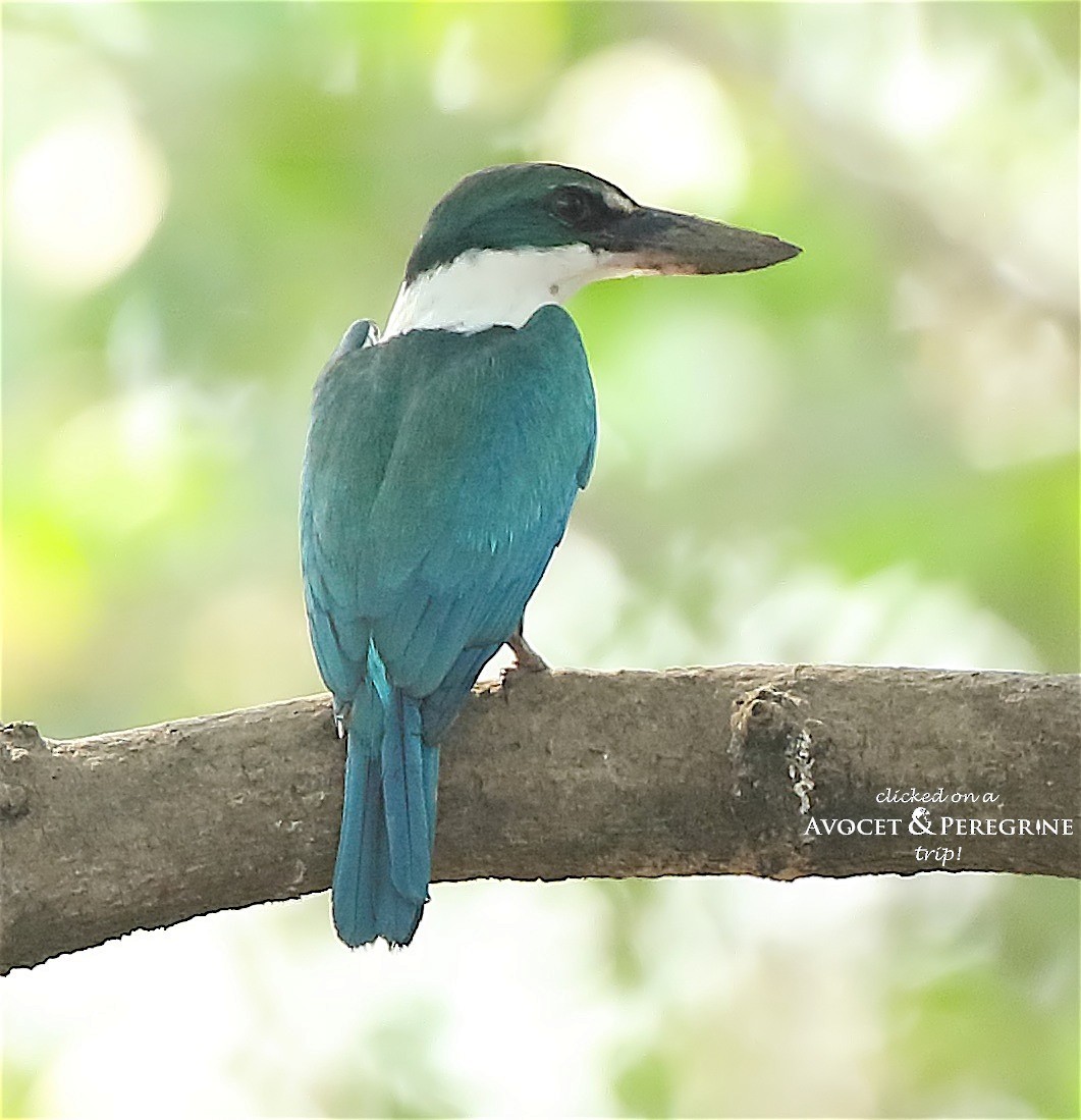 Collared Kingfisher - Savio Fonseca (www.avocet-peregrine.com)