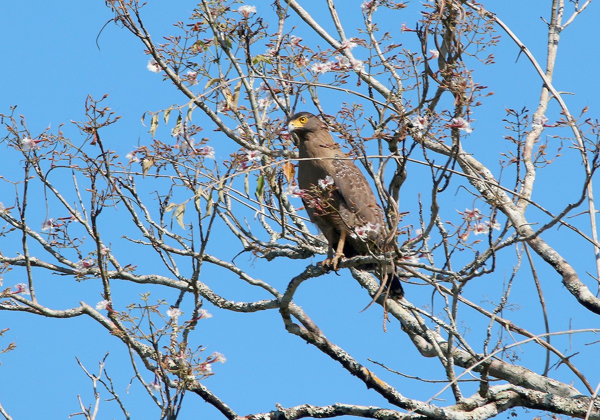 Crested Serpent-Eagle - Tim Avery
