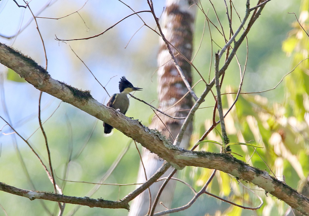 Heart-spotted Woodpecker - Tim Avery