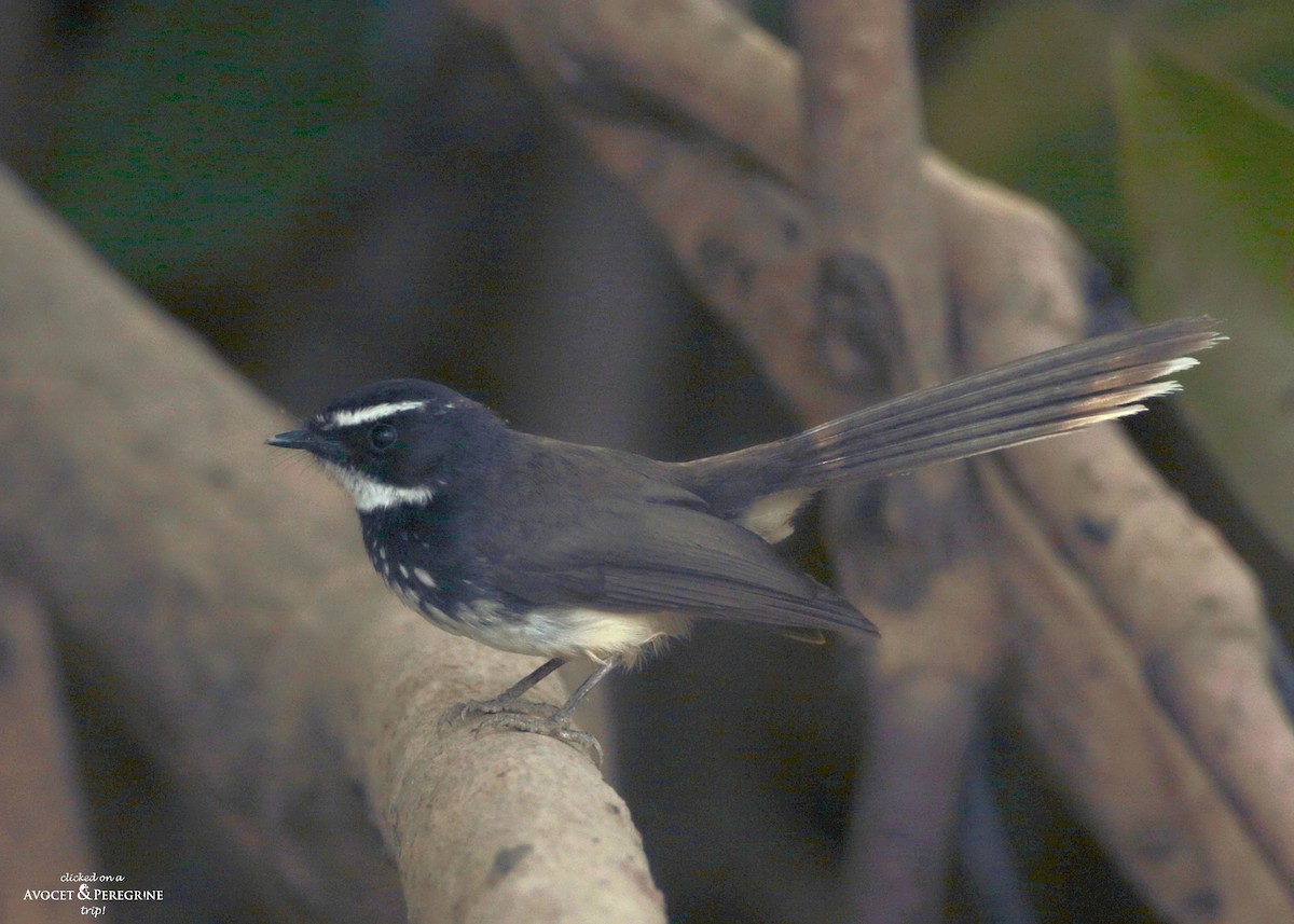 Spot-breasted Fantail - ML148248091