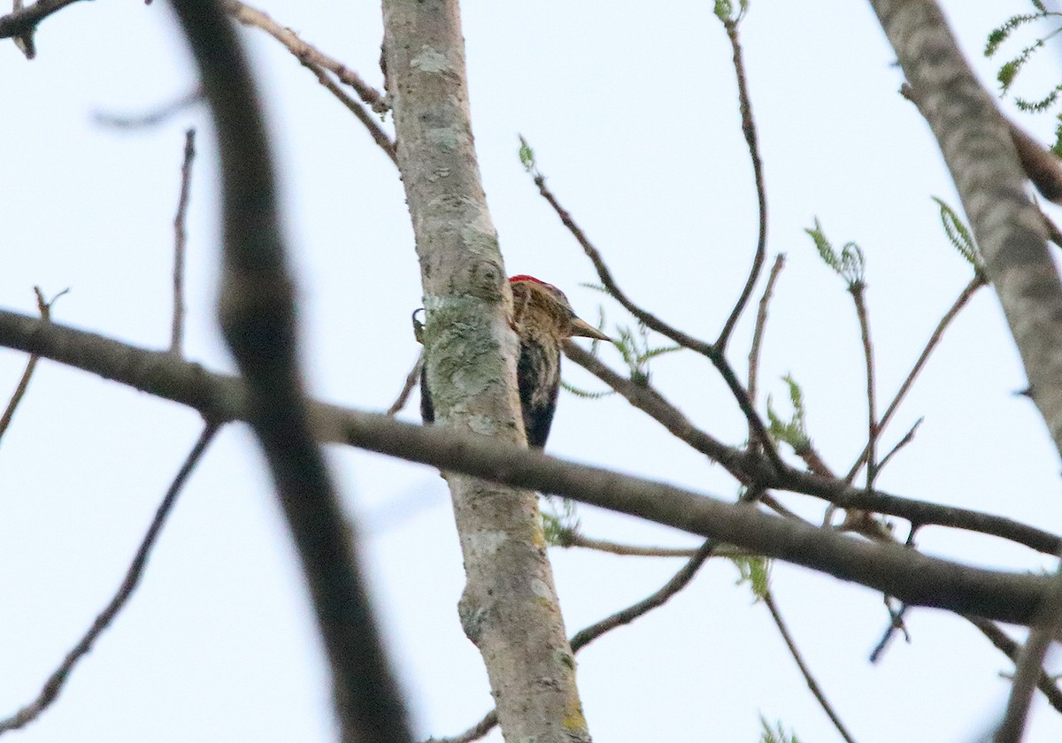 Streak-breasted Woodpecker - ML148248281