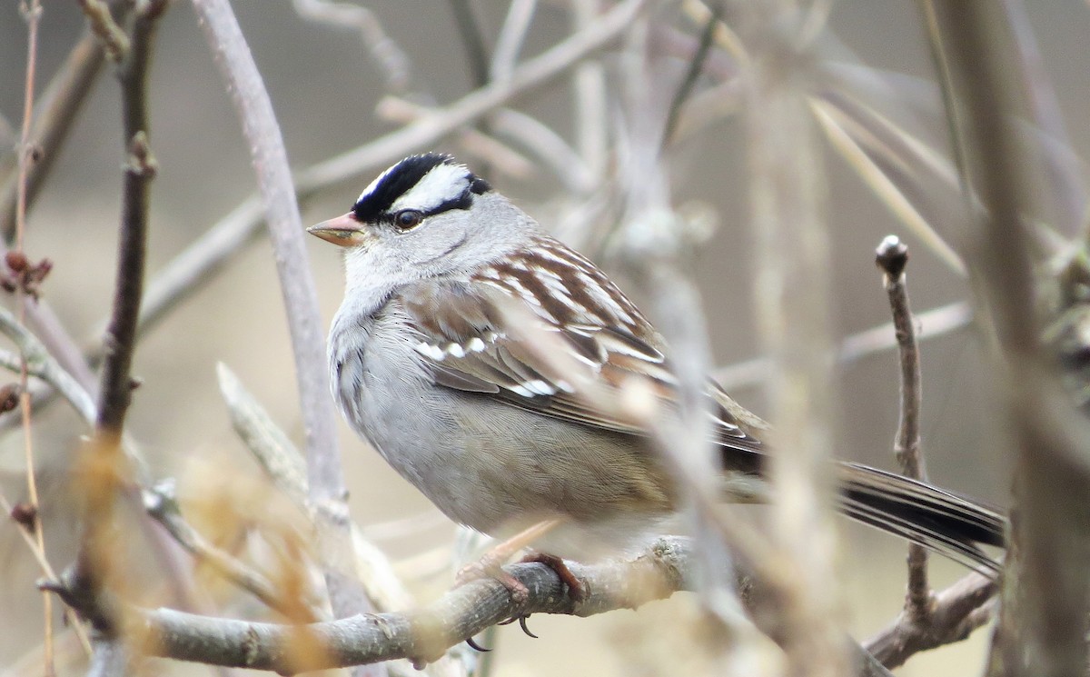 White-crowned Sparrow - Vivek Govind Kumar
