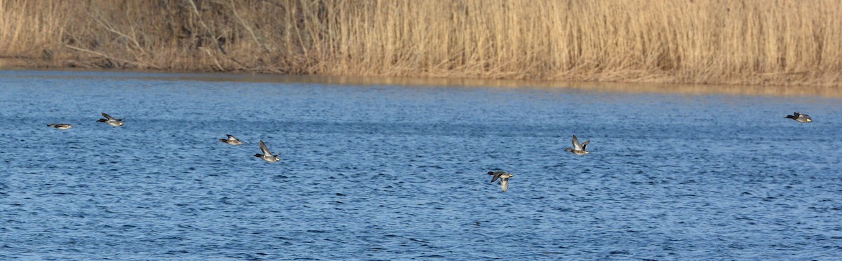 Green-winged Teal - ML148248791