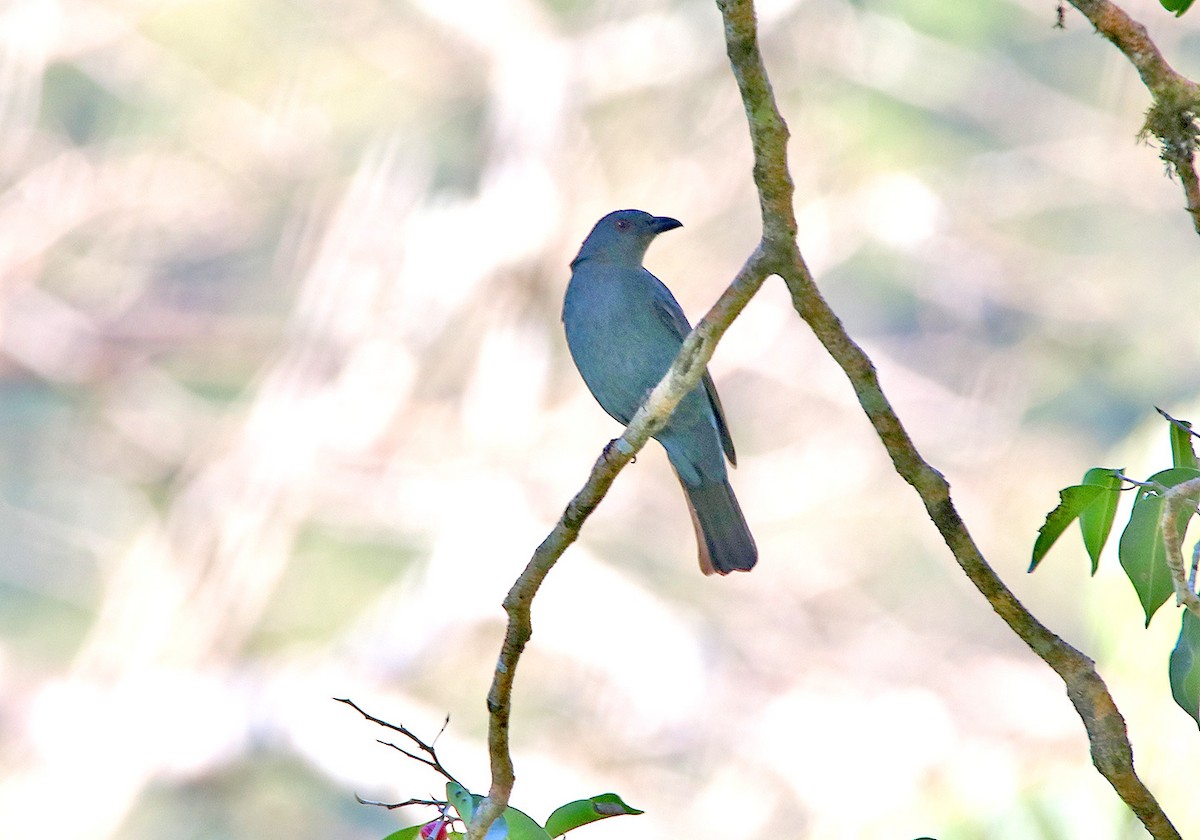 Asian Fairy-bluebird - ML148249451