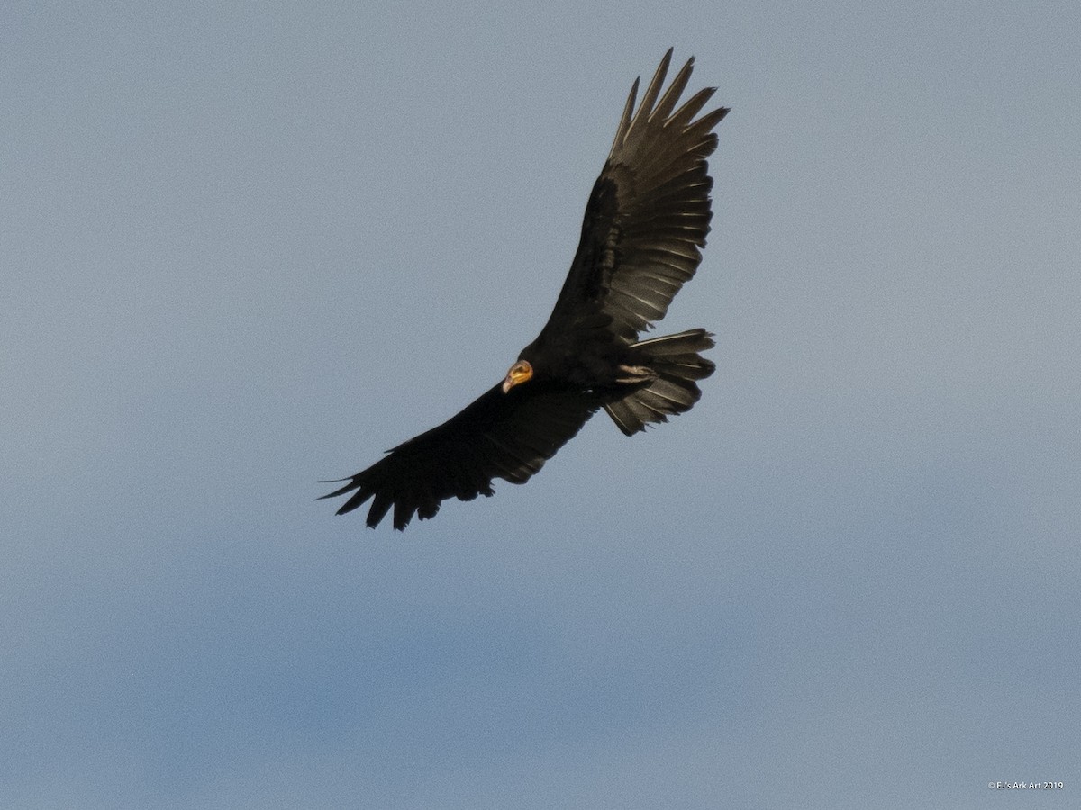Greater Yellow-headed Vulture - EJ Jewett