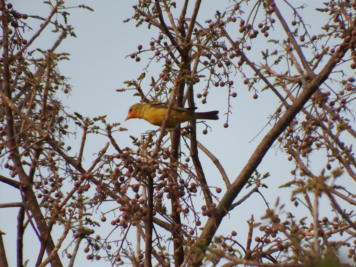 Western Tanager - Gilberto Flores-Walter (Feathers Birding)
