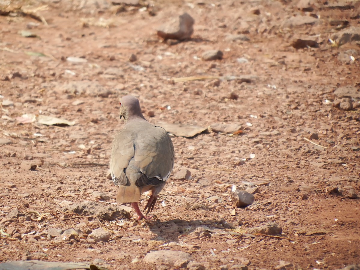 White-winged Dove - Gilberto Flores-Walter (Feathers Birding)