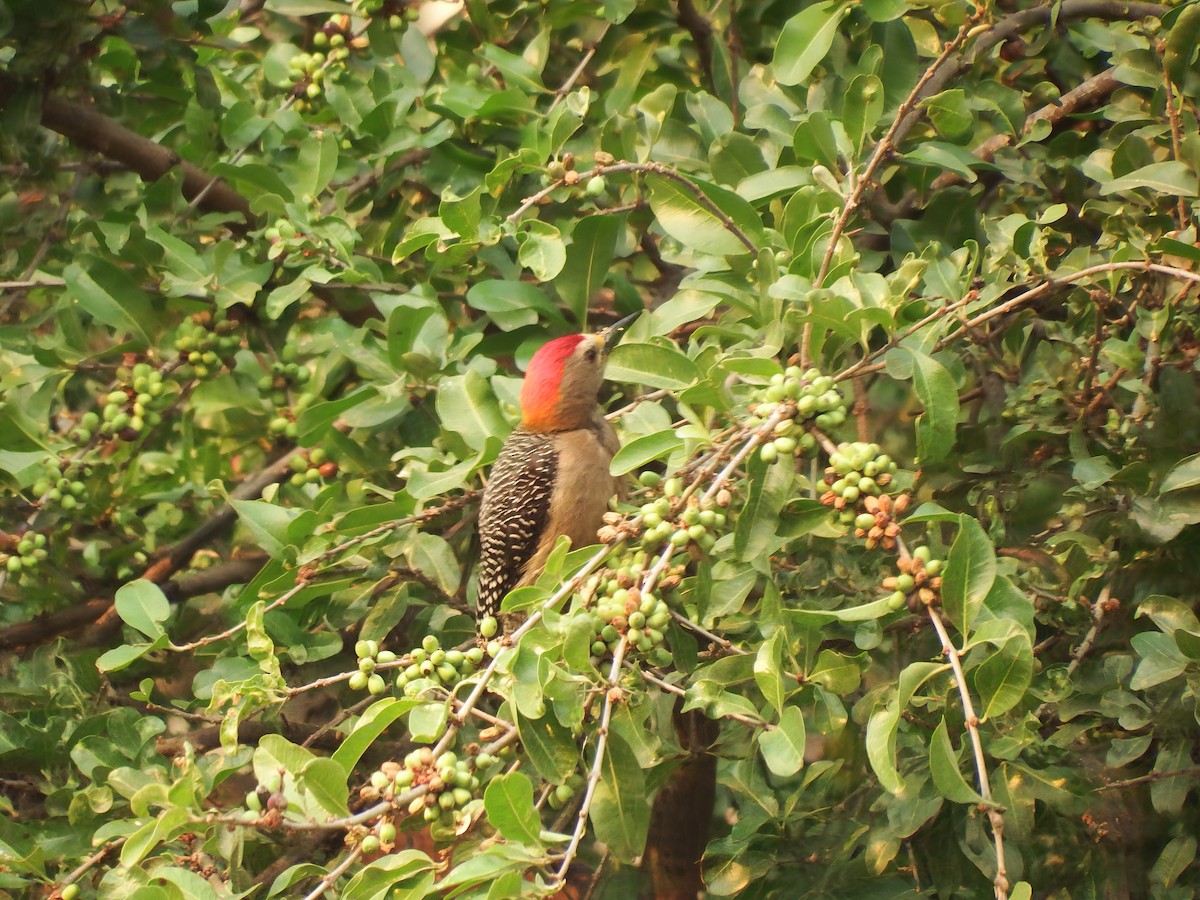 Golden-fronted Woodpecker - Gilberto Flores-Walter (Feathers Birding)
