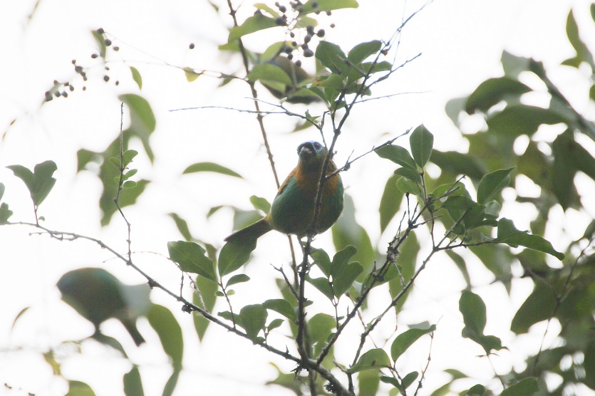 Brassy-breasted Tanager - ML148254211