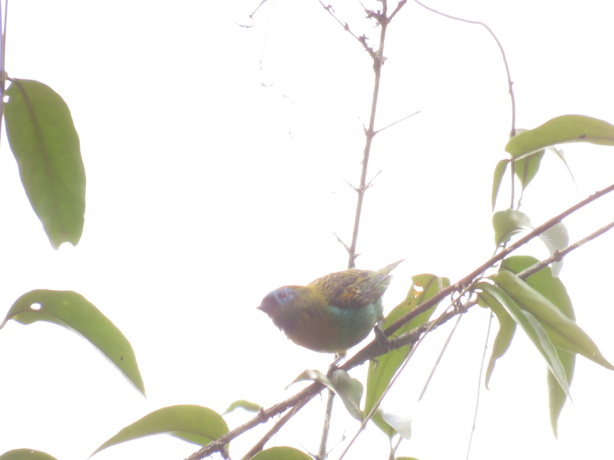 Brassy-breasted Tanager - ML148254411