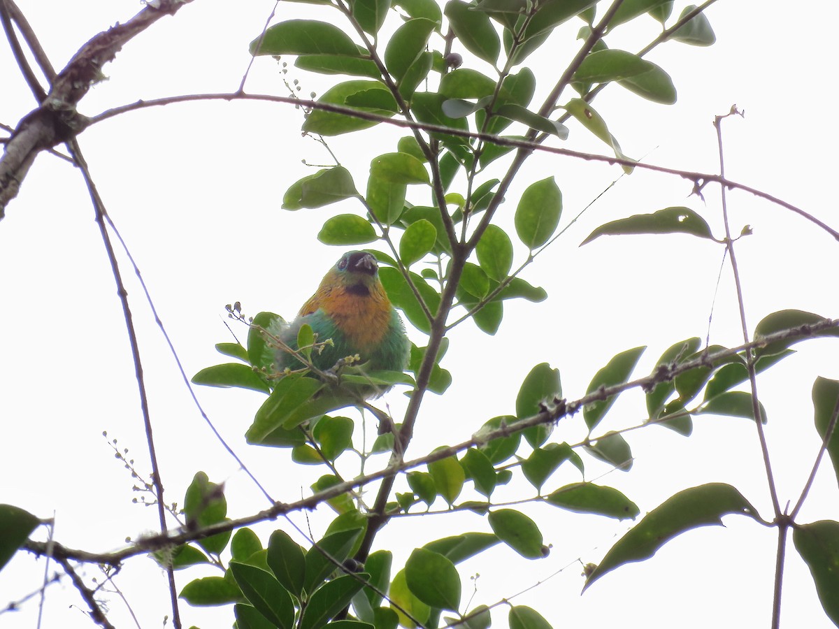 Brassy-breasted Tanager - ML148254441