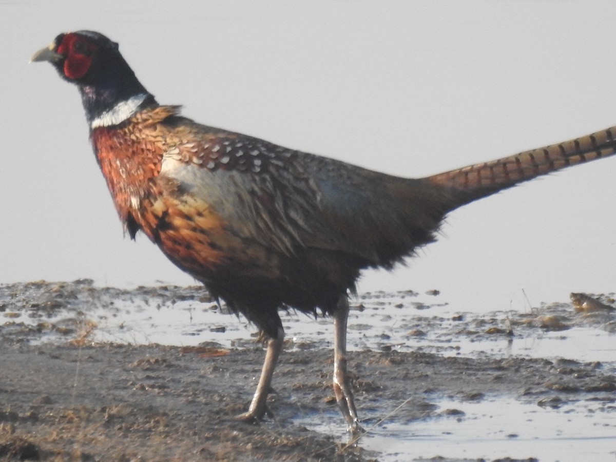 Ring-necked Pheasant - ML148257381