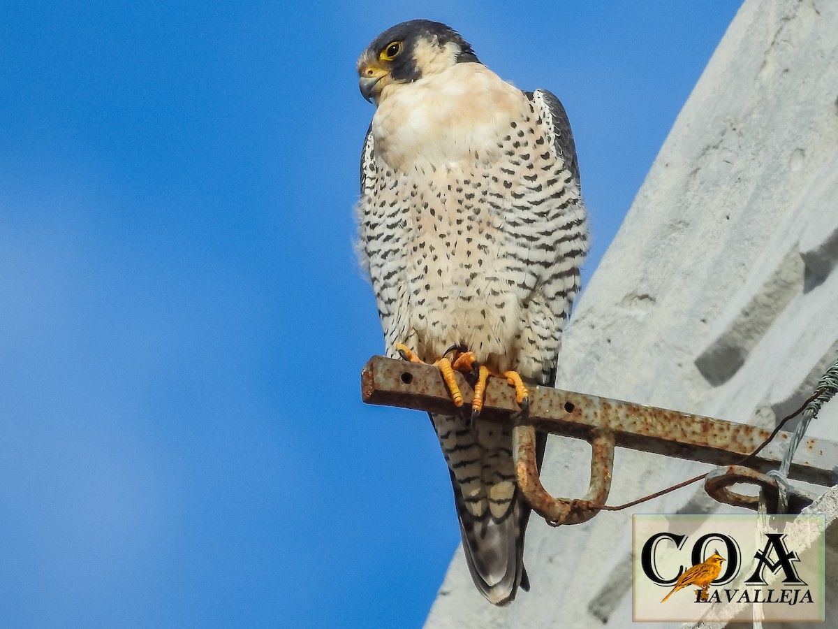 Peregrine Falcon - Amed Hernández