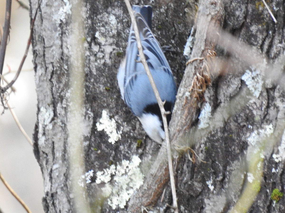White-breasted Nuthatch - Ron Marek