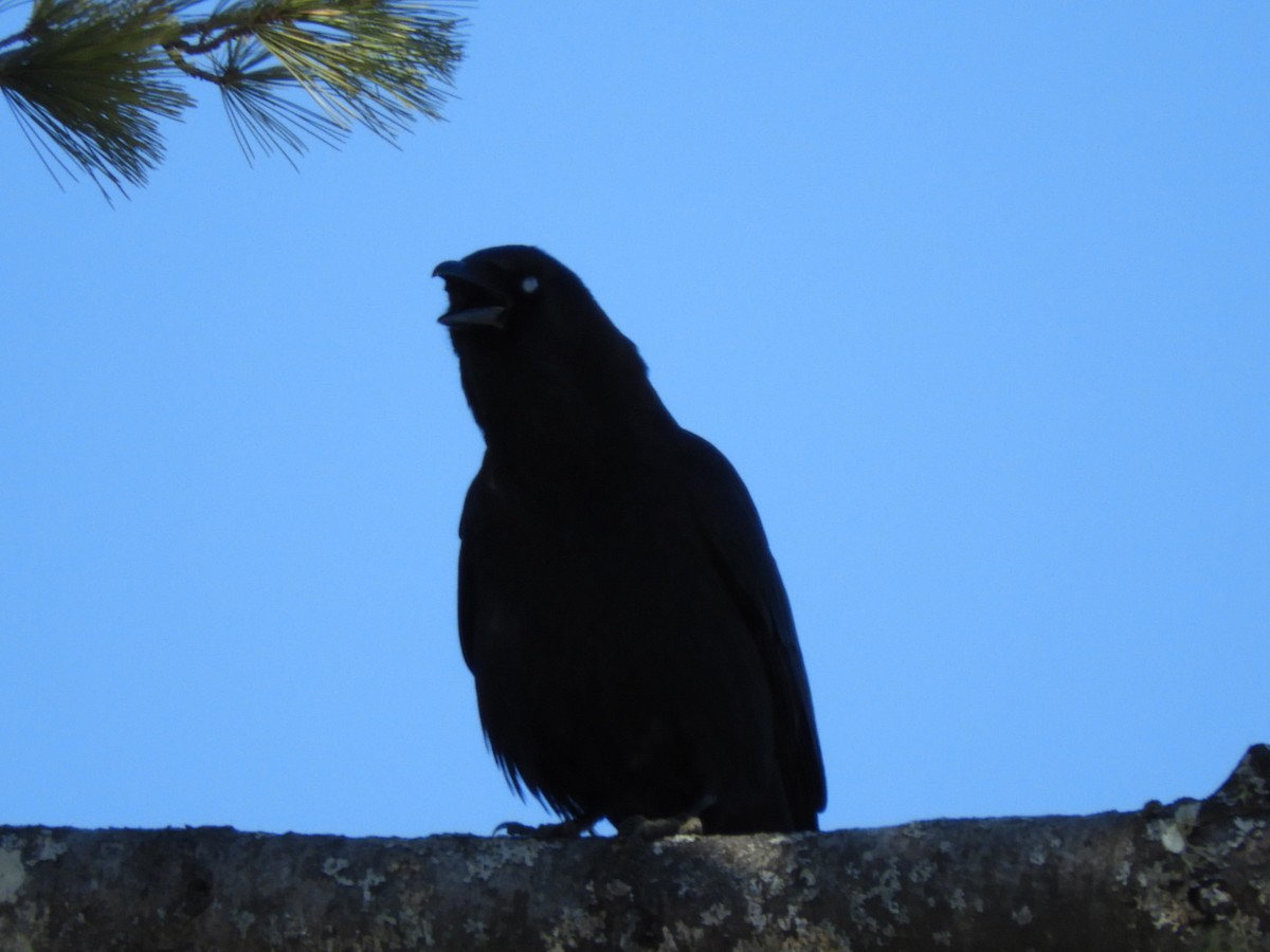 American Crow - carol villeneuve