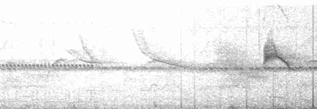 ハジロクロタイランチョウ（aterrimus／anthracinus） - ML148263