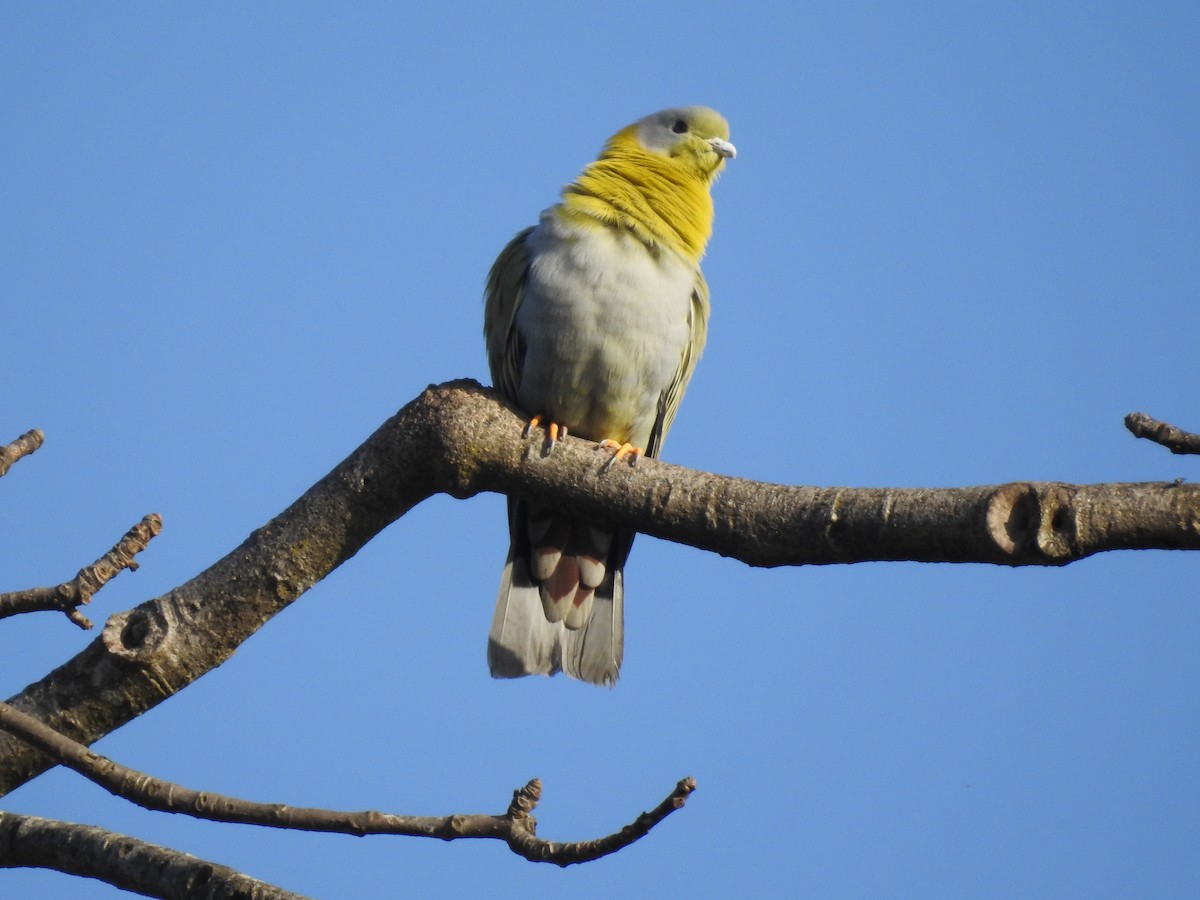 Yellow-footed Green-Pigeon - Shuchismita  Das