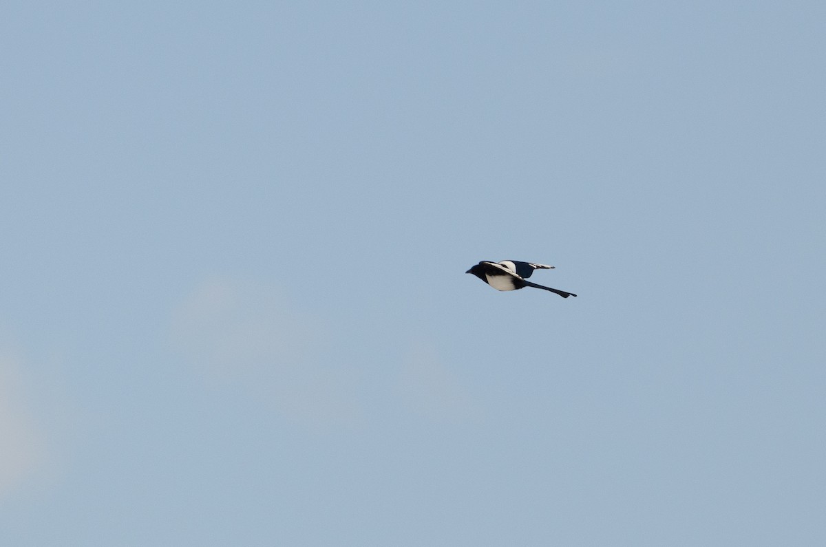 Eurasian Magpie (Eurasian) - Anonymous