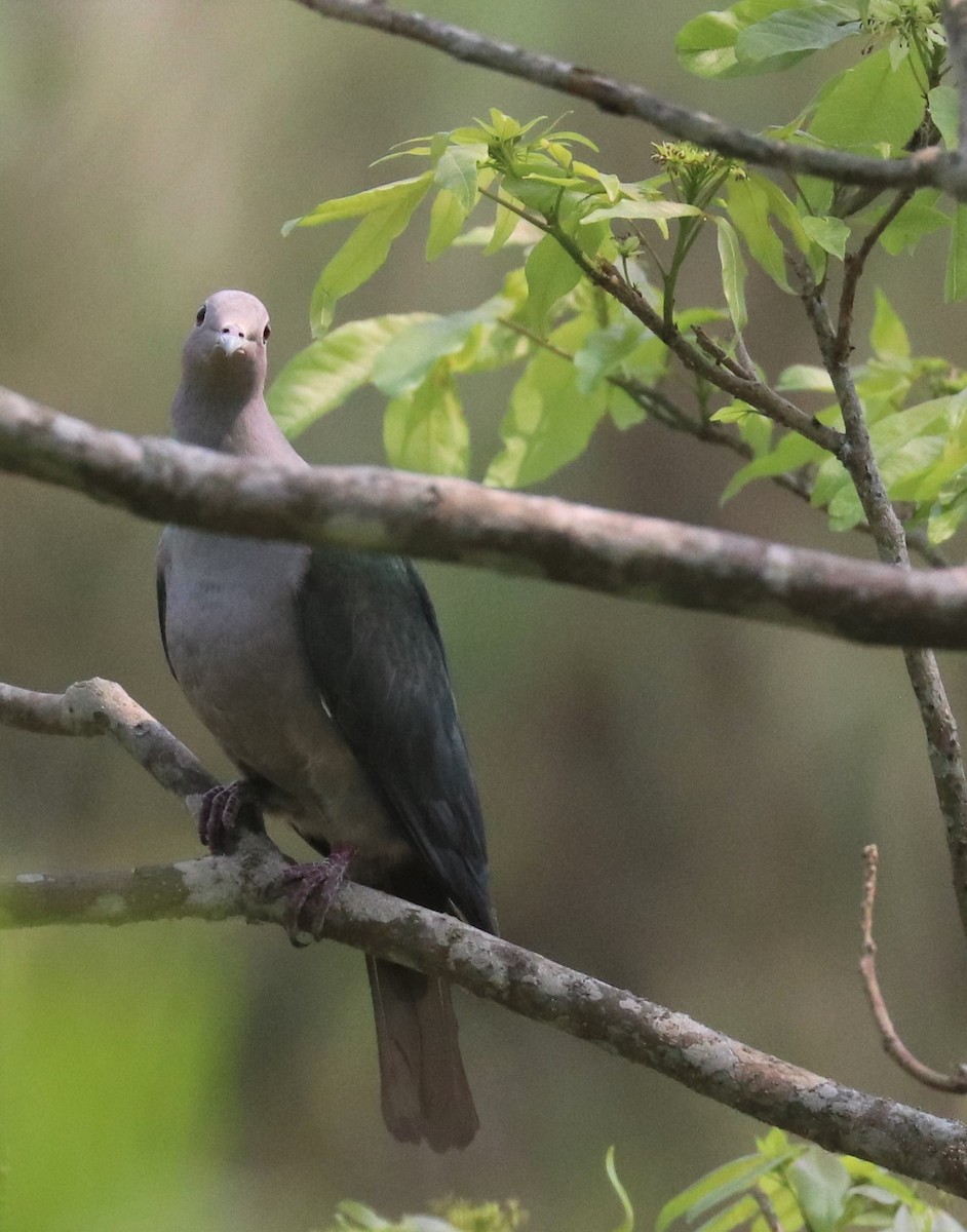 Green Imperial-Pigeon - Loch Kilpatrick