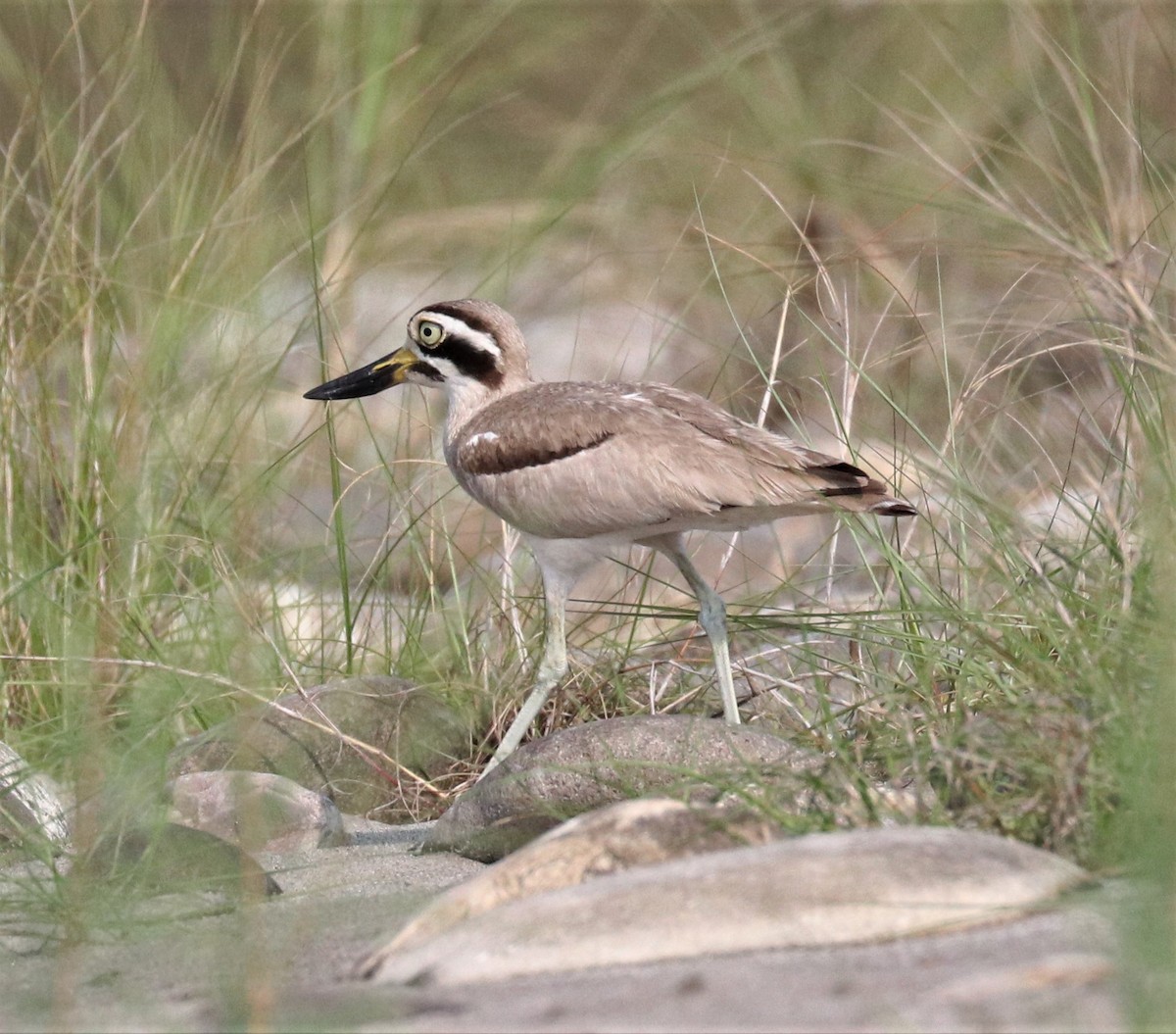Great Thick-knee - ML148267651