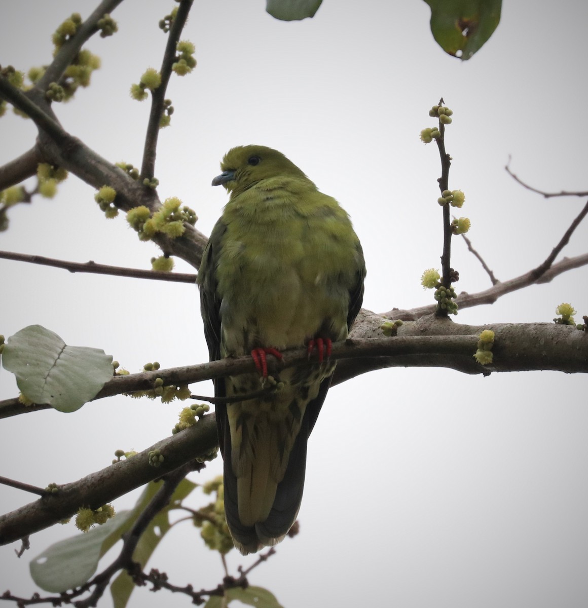 Wedge-tailed Green-Pigeon - ML148268011