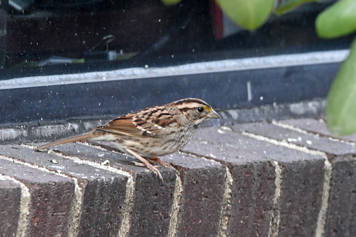 White-throated Sparrow - ML148270231