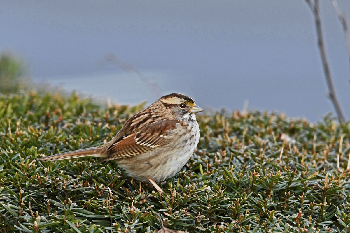 White-throated Sparrow - ML148270261