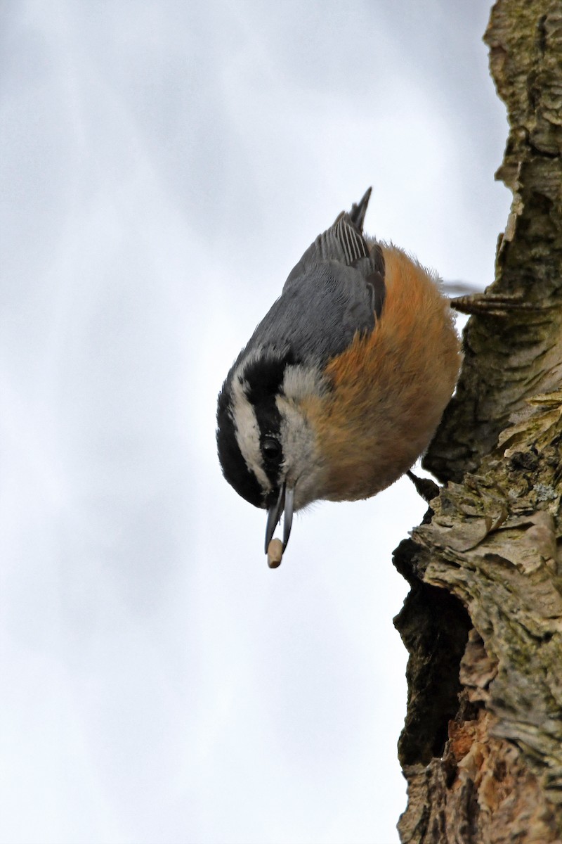 Red-breasted Nuthatch - ML148272281