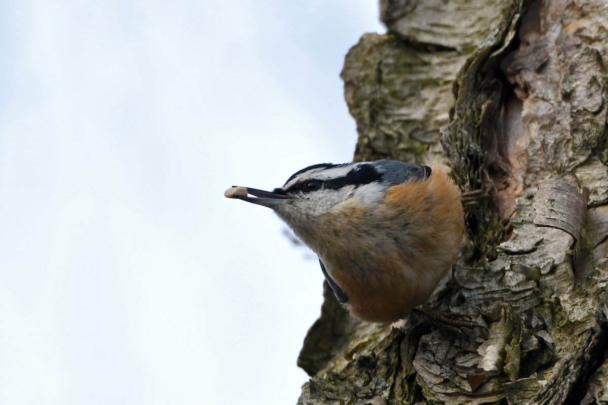 Red-breasted Nuthatch - ML148272301