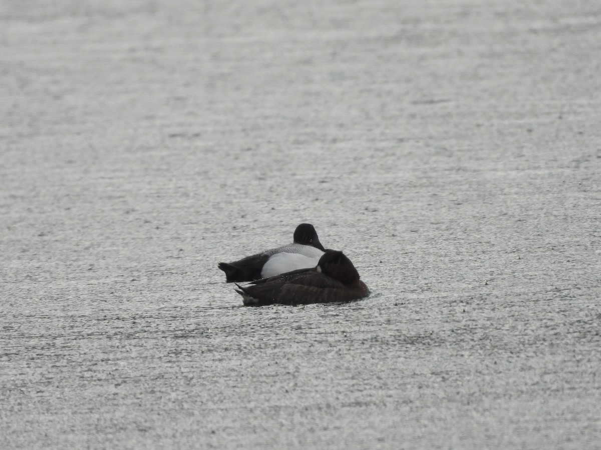 Greater/Lesser Scaup - LF Melliny
