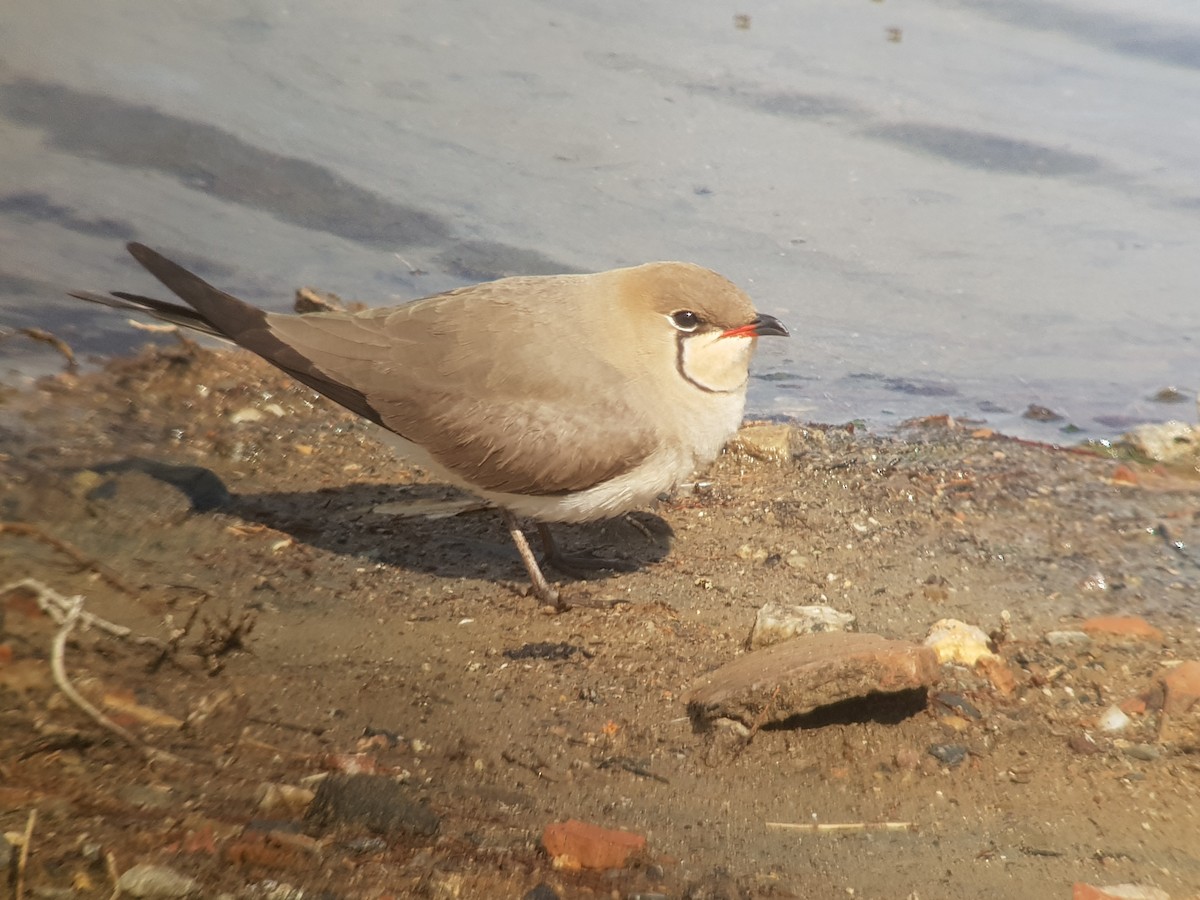 Collared Pratincole - Noel  Hohenthal