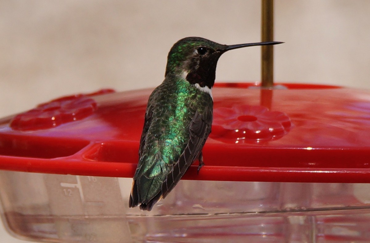 Broad-tailed Hummingbird - Dennis Mersky
