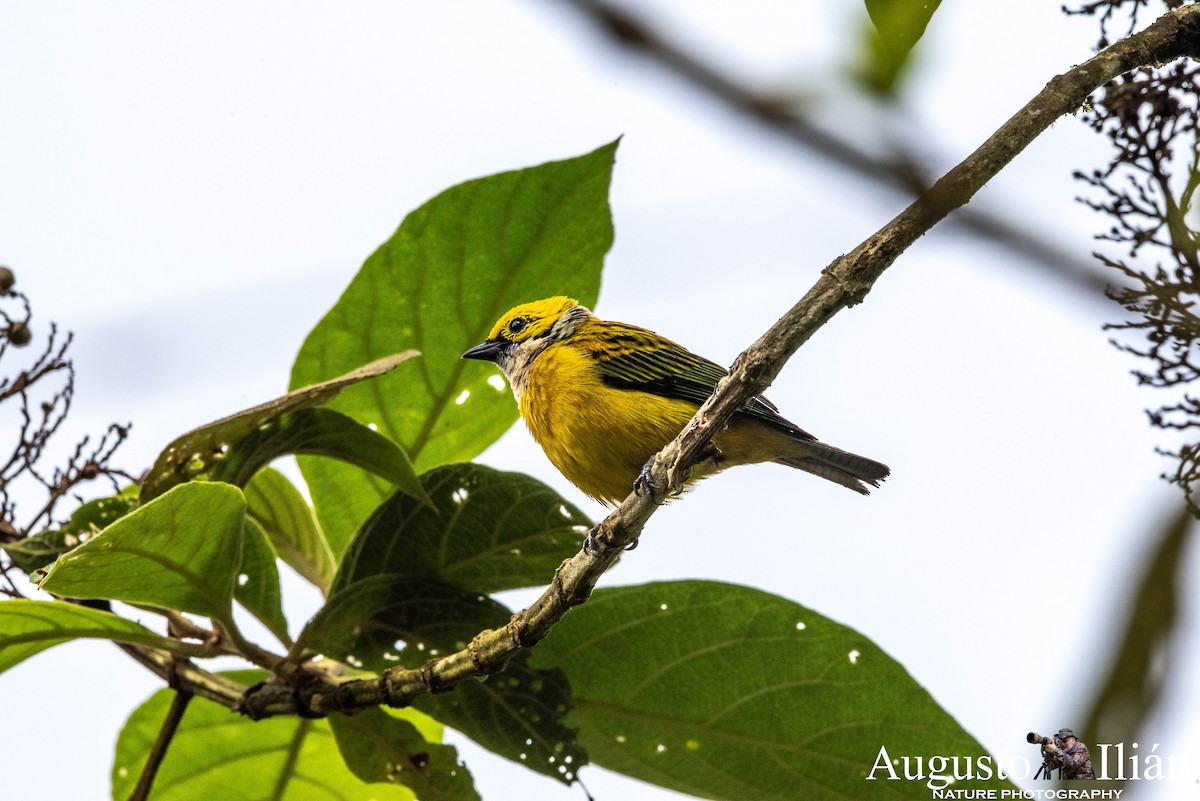 Silver-throated Tanager - ML148279721